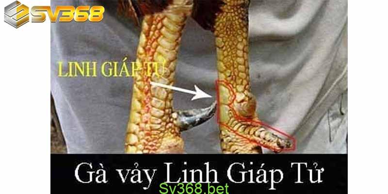 78 Vảy Gà Tốt Nên Chọi Và Cách Xem Vảy Gà Quý Hiếm Chuẩn 2 78 vảy gà tốt nên chọi - Linh Giáp Tử