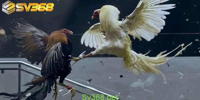 78 Vảy Gà Tốt Nên Chọi Và Cách Xem Vảy Gà Quý Hiếm Chuẩn 3 78 vảy gà tốt nên chọi được xem là “Mệnh Chiến Thần”