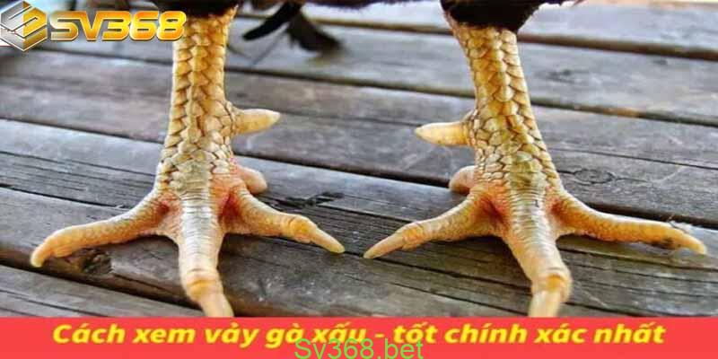 78 Vảy Gà Tốt Nên Chọi Và Cách Xem Vảy Gà Quý Hiếm Chuẩn 1 78 vảy gà tốt nên chọi tại SV368