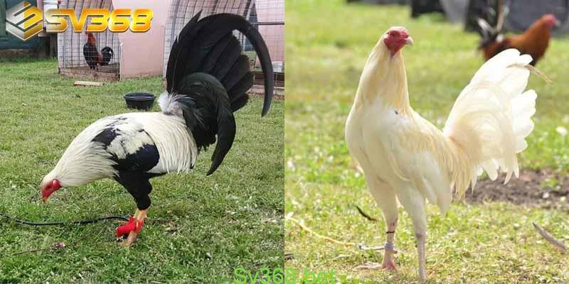Những Địa Điểm Bán Gà Mỹ Con Giá Rẻ Năm 2025 3 Địa chỉ bán gà mỹ con giá rẻ nhà cái SV368