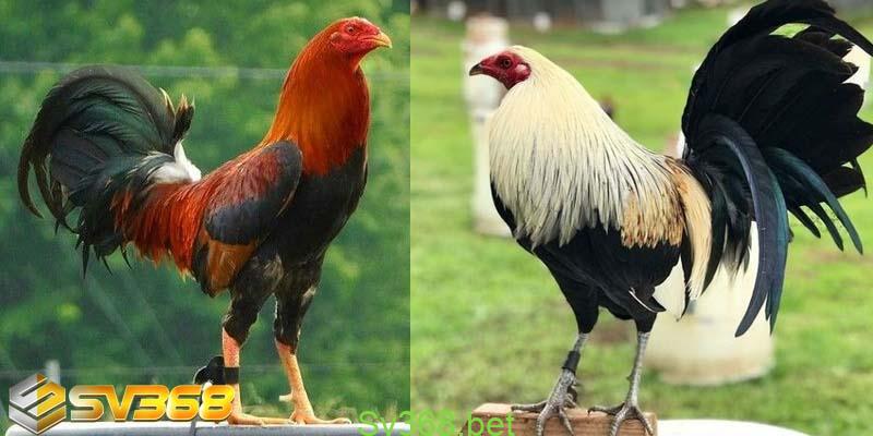 Hướng Dẫn Cách Nuôi Gà Đá Tại Sv368 3 Cách chăm sóc chiến kê tại Sv368 - Cách nuôi gà đá