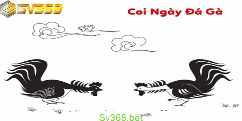 Cách Xem Ngày Gà Đá Tại Campuchia - Dự Tính Ngày Đá Chuẩn 2 Cách xem ngày gà đá tại SV368