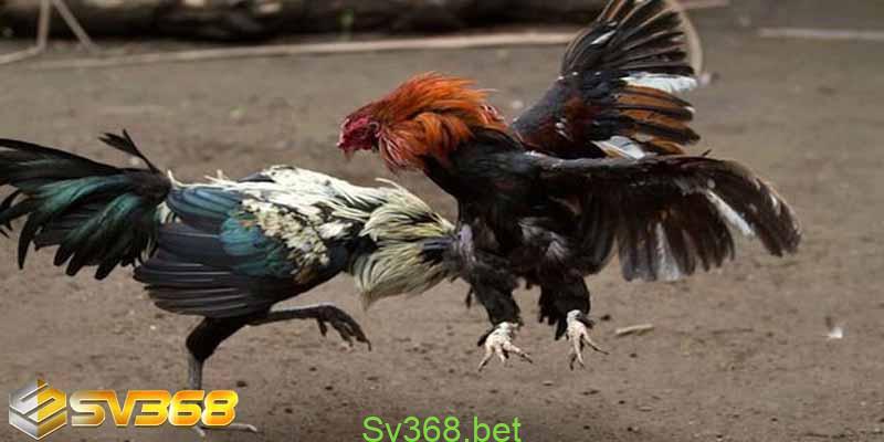 Chơi Đá Gà Tại Nhà Cái Nào Uy Tín Nhất - Sv368 2 Chơi đá gà tại sv368