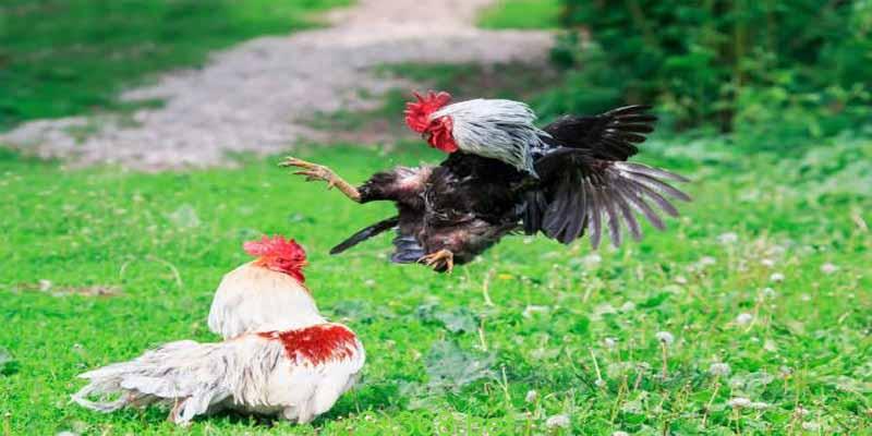 Đá Gà Campuchia Có Gì Hay? Hé Lộ Những Chiêu Kiếm Tiền Đỉnh Cao 2 Cách chơi đá gà campuchia đơn giản tại nhà cái SV368