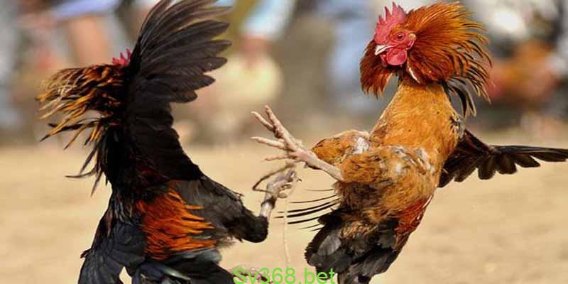 Đá Gà Campuchia Có Gì Hay? Hé Lộ Những Chiêu Kiếm Tiền Đỉnh Cao 1 Đá gà campuchia với nhiều kèo và hình thức đa dạng thu hút người chơi