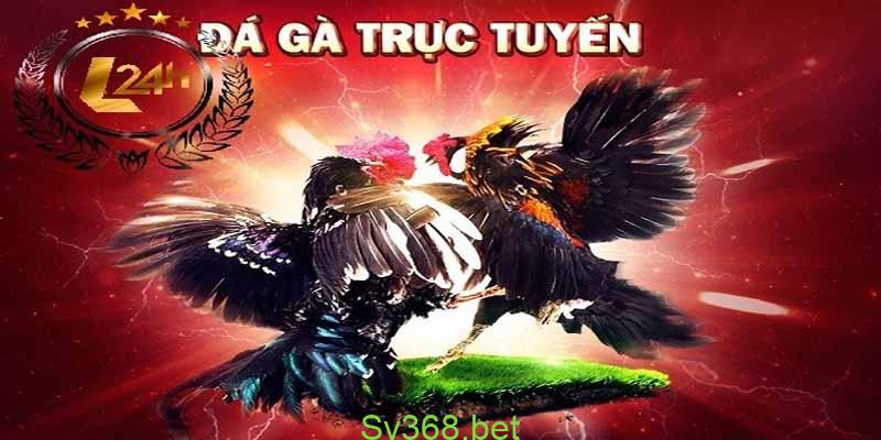 Đá Gà Là Gì? Bật Mí Cách Đá Gà Online Luôn Thắng Từ Kê Thủ 2 Đá gà và cách chơi đá gà trực tuyến tại sv368