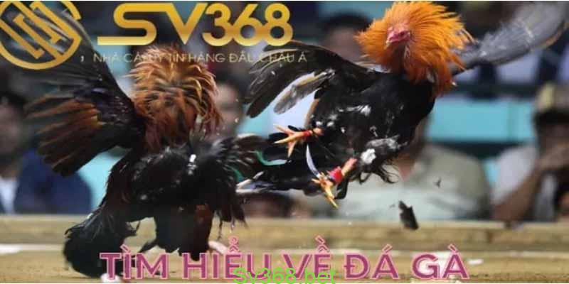 Đá Gà Là Gì? Bật Mí Cách Đá Gà Online Luôn Thắng Từ Kê Thủ 1 Đá gà là gì?