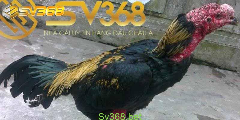 Gà Bị Lác Mặt - Nguyên Nhân Và Cách Điều Trị Nhanh Hết 3 Mốc lác là một loại bệnh rất phổ biến thường xuất hiện trên cơ thể của gà chiến. Vậy nguyên nhân là gì và cách ngăn ngừa bệnh này như thế nào? Để trả lời được câu hỏi này, nhà cái Sv368 sẽ đưa ra một số thông tin cho các bạn tham khảo: