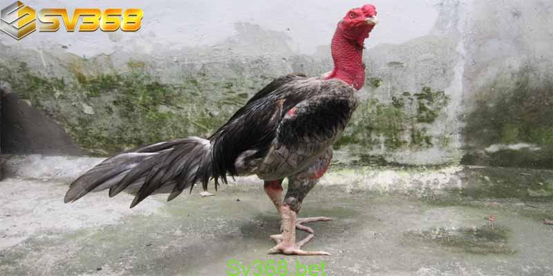 Gà Lai Chọi Sọc Là Gì? Cùng Tìm Hiểu Với Sv368 2 Mục đích nuôi gà lai chọi sọc