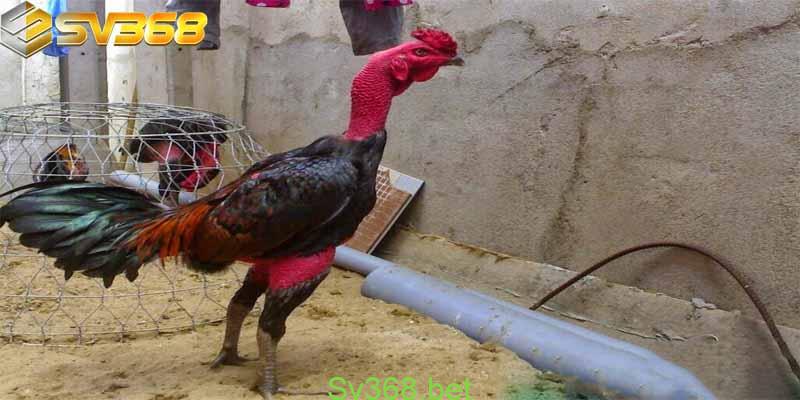 Gà Lai Chọi Sọc Là Gì? Cùng Tìm Hiểu Với Sv368 3 Gà lai chọi sọc với kỹ thuật nuôi cực kỳ đơn giản