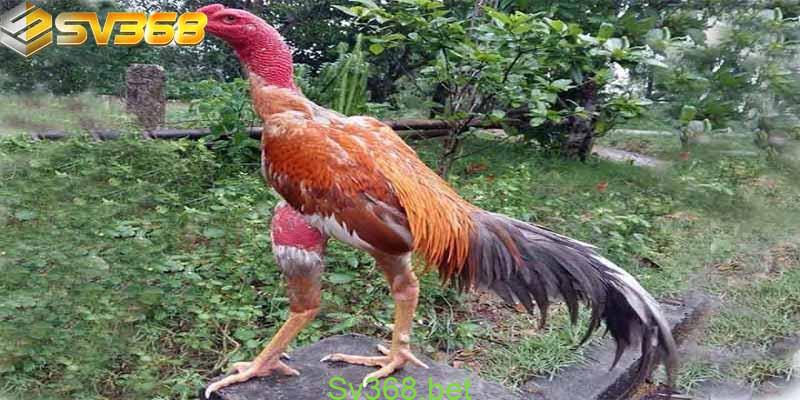 Gà Lai Chọi Sọc Là Gì? Cùng Tìm Hiểu Với Sv368 1 Tìm hiểu về gà lai chọi sọc