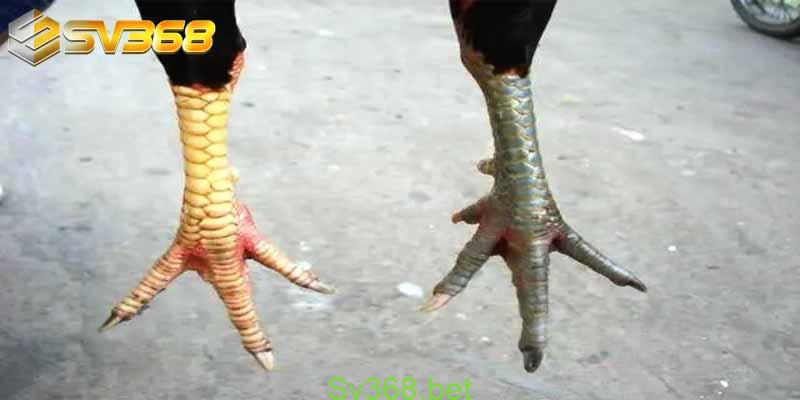 Tìm Hiểu Về Vảy Gà Vấn Cán Tốt Hay Xấu | SV368 3 Sau khi đã nhận diện 1 số loại vảy thường thấy thì chúng tôi sẽ giúp bạn tìm hiểu ngay vảy gà vấn cán là tốt hay xấu để bạn có thể tham khảo và áp dụng cho những chiến kê của mình nhé.