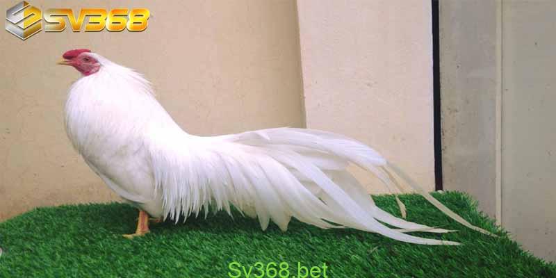 Giải Gà Tre Thomo Mới Nhất Năm 2025 2 Thời gian mỗi hiệp của giải gà tre thomo mới nhất tối đa là 15 phút