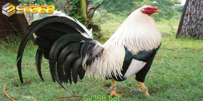 Kinh Nghiệm Nuôi Gà Mỹ Mà Bạn Cần Phải Biết Ngay 2 Với kinh nghiệm nuôi gà mỹ, dù là nuôi gà chọi để bán hay nuôi gà để tham gia vào các trận đấu thì các sư kê cũng cần biết các kỹ thuật nuôi và cũng cần hiểu về các đặc điểm của các giống gà. Do đó, trước khi tìm hiểu về kinh nghiệm nuôi gà Mỹ, nhà cái Sv368 sẽ cùng các bạn tìm hiểu kỹ hơn về đặc điểm của giống gà mỹ – một giống gà chọi đang được rất nhiều sư kê Việt Nam ưa chuộng.