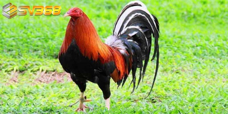 Kinh Nghiệm Nuôi Gà Mỹ Mà Bạn Cần Phải Biết Ngay 3 Như đã chia sẻ ở trên thì hiện nay người Việt có thể dễ dàng tìm hiểu, cập nhật kỹ thuật chăn nuôi, huấn luyện gà Mỹ chuẩn và hiếu chiến. Hơn nữa, cách nuôi gà Mỹ không quá khó. Các bạn chỉ cần chú ý các kinh nghiệm nuôi gà Mỹ cơ bản như: