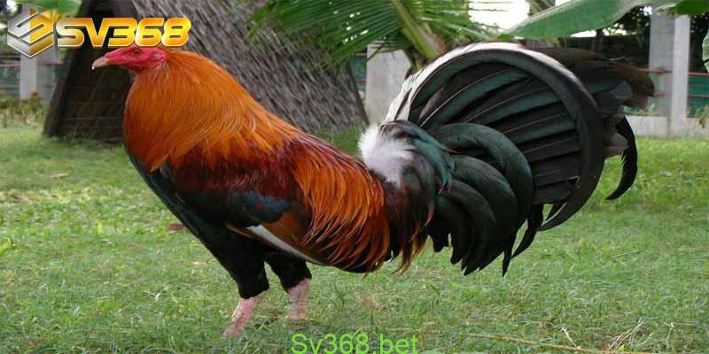 Kinh Nghiệm Nuôi Gà Mỹ Mà Bạn Cần Phải Biết Ngay 1 Trước khi bước vào tìm hiểu về các kinh nghiệm nuôi gà mỹ thì chúng ta nên tìm hiểu về nguồn gốc cũng như phân loại về gà mỹ. Cùng nhà cái Sv368 tìm hiểu nội dung này nhé.