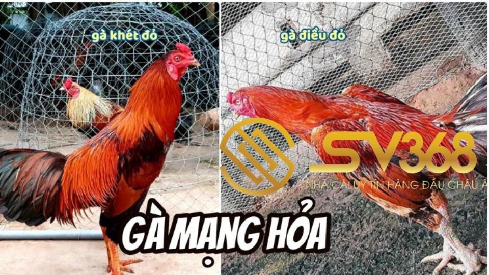 Cách Xem Màu Mạng Gà Đá Hôm Nay | SV368 4 màu mạng gà đá