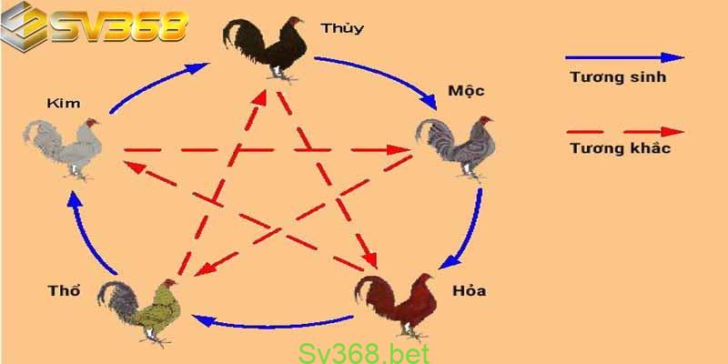 Cách Xem Màu Mạng Gà Đá Hôm Nay | SV368 1 Xem màu mạng gà đá tại SV368