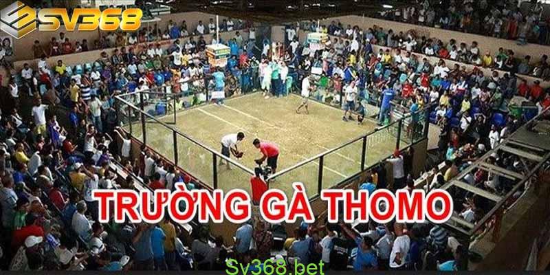 Trận đá gà 24 tỷ lớn nhất lịch sử Việt Nam | SV368 2 Trận đá gà 24 tỷ lớn nhất lịch sử được tổ chức tại trường gà thomo