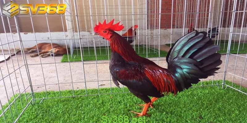 Sv368 - Xem Chơi Đá Gà Tre Hot Nhất Hiện Nay 3 Hướng dẫn chi tiết cách xem chơi đá gà tre