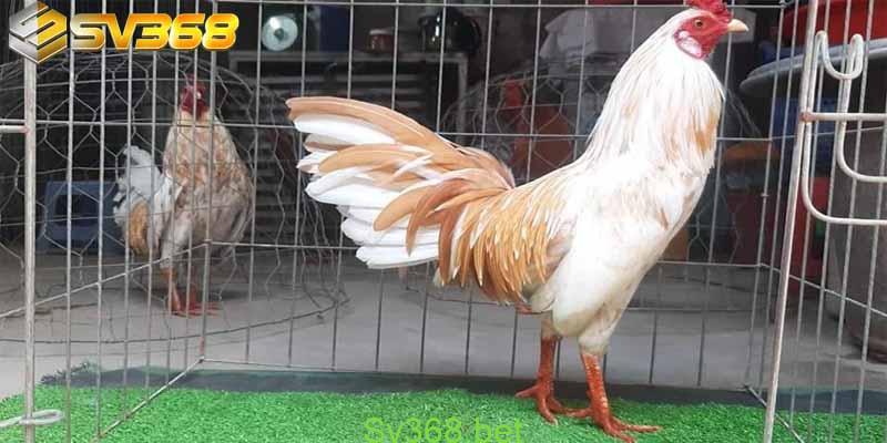 Sv368 - Xem Chơi Đá Gà Tre Hot Nhất Hiện Nay 1 Đôi nét về đá gà tre – Xem chơi đá gà tre