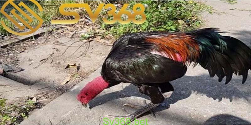 Cách Chọn Gà Đá Hay - Xem Vảy Chân Gà 'Độc' Năm 2025 2 xem tướng gà để lựa chọn chiến kê tốt