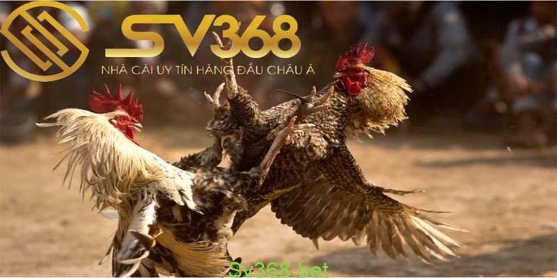 Cách Chọn Gà Đá Hay - Xem Vảy Chân Gà 'Độc' Năm 2025 3 Nhà cái SV368 mỏ gà được xem là vũ khí chiến lược của gà, vì vậy xem tướng gà đá hay không thể lơ là bộ vị này. Vậy mỏ gà có đặc điểm thế nào để xem là tốt, thế nào thì xem là xấu?