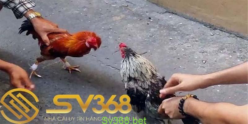 Cách Chọn Gà Đá Hay - Xem Vảy Chân Gà 'Độc' Năm 2025 4 Ngay bây giờ hãy cùng chúng tôi tìm hiểu kỹ hơn về cách chọn gà đá hay thông qua từng đặc điểm cụ thể của gà. Để chọn ra những chiến kê xuất sắc nhất để có thể giành chiến thắng dễ dàng.