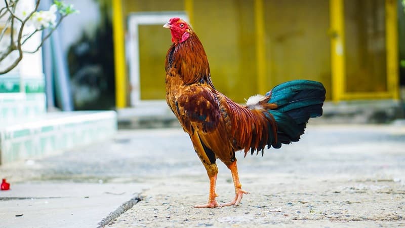 chợ tốt gà đá chợ tốt gà đá