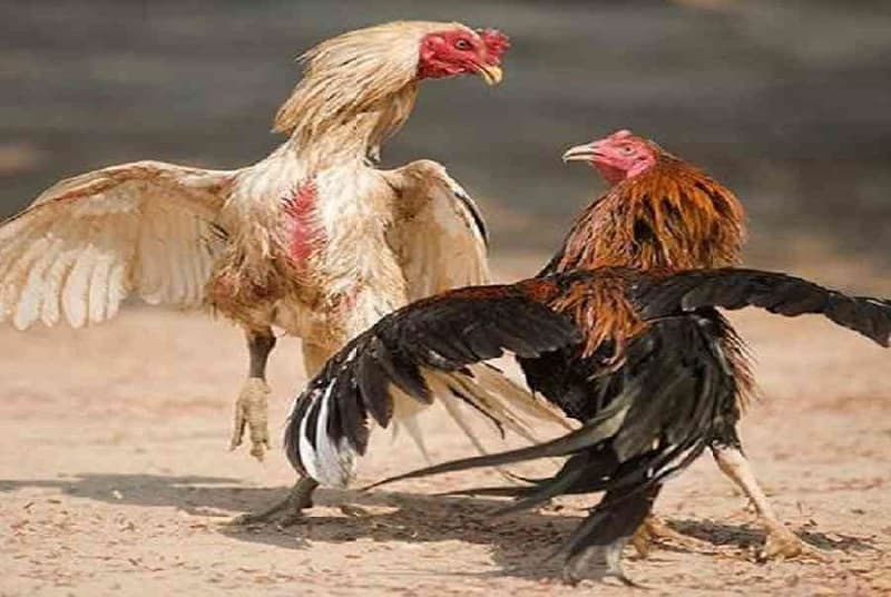 chợ tốt gà đá chợ tốt gà đá