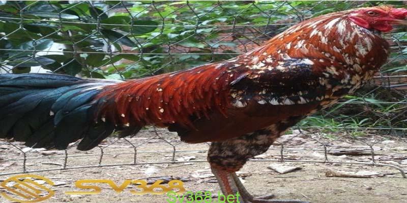 Chợ Tốt Gà Đá Bến Tre: Địa Điểm Buôn Bán Gà Đá Nổi Tiếng 2 Nhà cái SV368, nước ta có nhiều giống gà quý, độc và lạ, nổi tiếng trong lịch sử. Nhiều loại gà có hình dáng rất đẹp và lạ, được nuôi để làm cảnh nhiều loại gà có thịt thơm ngon và bổ dưỡng có giá bán rất cao.