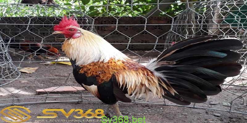 Chợ Tốt Gà Đá Cần Thơ : Nơi Buôn Bán Gà Đá Hot Nhất Năm 2025 2 Ưu Điểm Của Chợ Tốt Gà Đá Cần Thơ