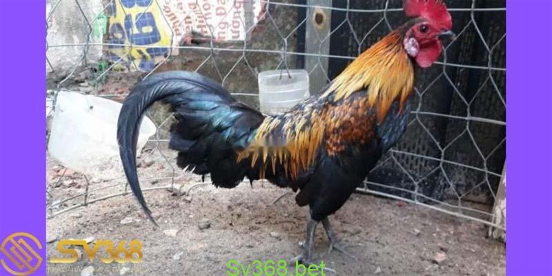 Chợ Tốt Gà Đá Cần Thơ : Nơi Buôn Bán Gà Đá Hot Nhất Năm 2025 3 Ưu Điểm Của Chợ Tốt Gà Đá Cần Thơ