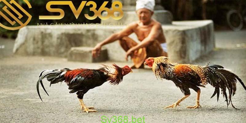 Đá Gà Sv368 - Trang Giải Trí Đá Gà Uy Tín Năm 2025 2 Đá gà sv368