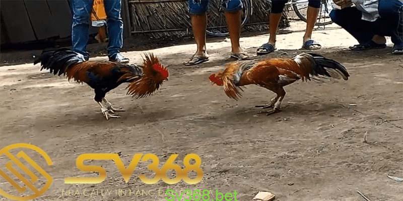 Đá Gà Sv368 - Trang Giải Trí Đá Gà Uy Tín Năm 2025 1 Đá gà sv368