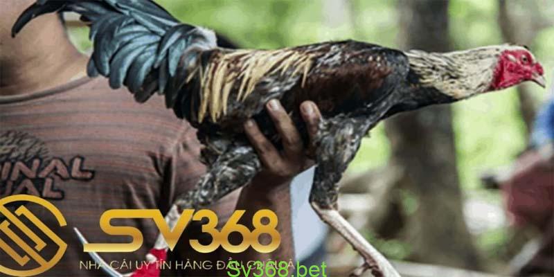 Đặc Điểm Gà Mỹ Dòng Kelso Chiến Kê Thông Minh 4 gà mỹ dòng kelso
