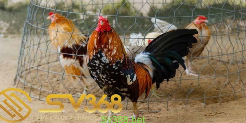 Đặc Điểm Gà Mỹ Dòng Kelso Chiến Kê Thông Minh 3 gà mỹ dòng kelso