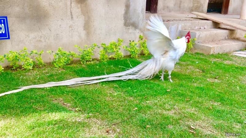Những Giống Gà Kiểng Được Yêu Thích Nhất Tại Việt Nam 5 Gà Phoenix