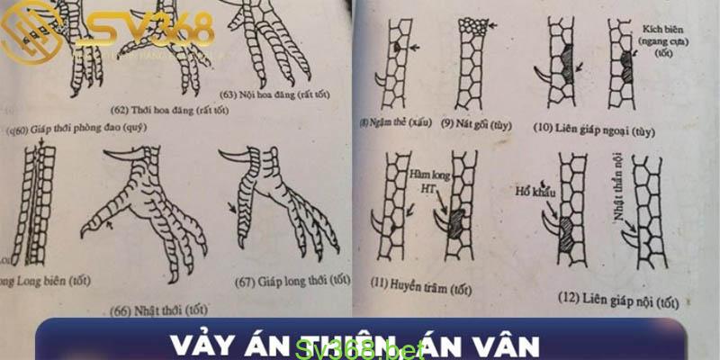 Những Kinh Nghiệm Xem Vảy Gà Chọi Độc Từ Các Sư Kê Sv368 3 Trước tiên, SV368 sẽ tổ hợp cho bạn những thông tin về vảy gà chọi độc cho bạn tham khảo và học hỏi thêm như sau: