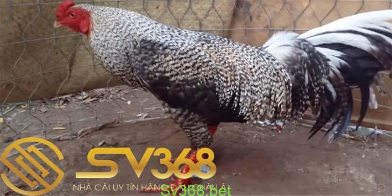 20 Kiểu Vảy Gà Chọi Thần Kê Cực Kì Quý Hiếm Mà Bạn Chưa Biết? 1 Để có thể biết lý do tại sao vảy gà chọi thần kê lại được bán với giá cao thì nhà cái Sv368 chúng tôi đã tổ hợp lại dưới đây để bạn có thể tham khảo ngay cho mình như sau: