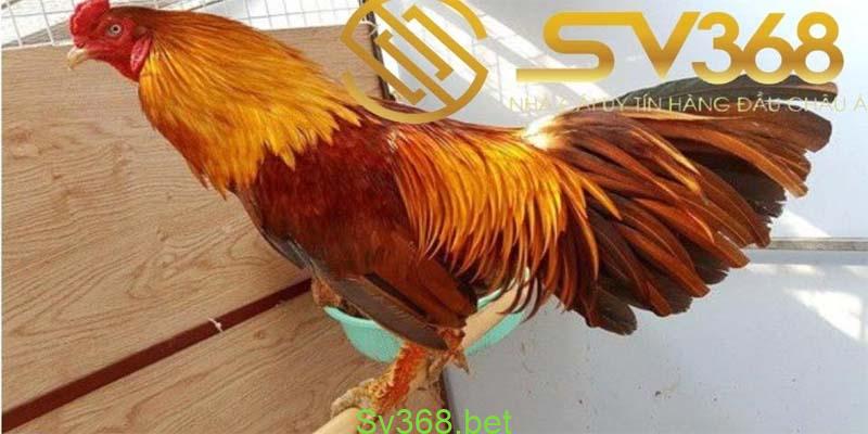 20 Kiểu Vảy Gà Chọi Thần Kê Cực Kì Quý Hiếm Mà Bạn Chưa Biết? 2 Vảy gà chọi thần kê quý hiếm dùng để nhân giống
