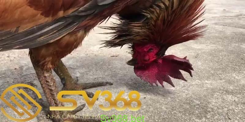 20 Kiểu Vảy Gà Chọi Thần Kê Cực Kì Quý Hiếm Mà Bạn Chưa Biết? 3 gà tử mị