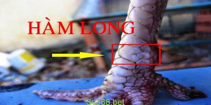 vảy gà chọi thần kê Vảy gà chọi thần kê hàm long
