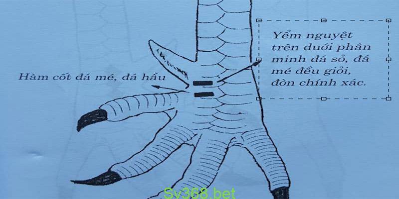 vảy gà chọi thần kê Vảy gà Yểm Nguyệt