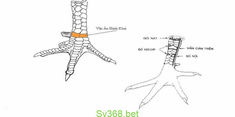vảy gà tài Vảy gà vấn cán