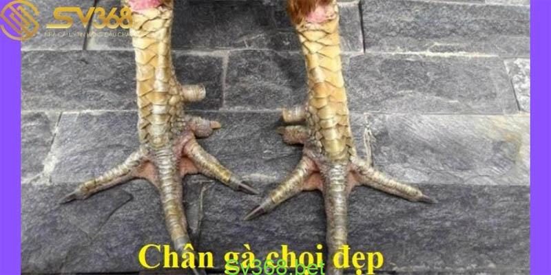 Vảy Nhân Tự Thới: Loại Vảy Gà Chọi Độc Xứng - Sv368 2 Vảy nhân tự thới chính là một trong những loại vảy quý được rất nhiều anh em săn lùng. Vậy những gì bạn cần biết về vảy nhân tự thới là gì? Cùng tìm hiểu ngay với SV368 nhé.