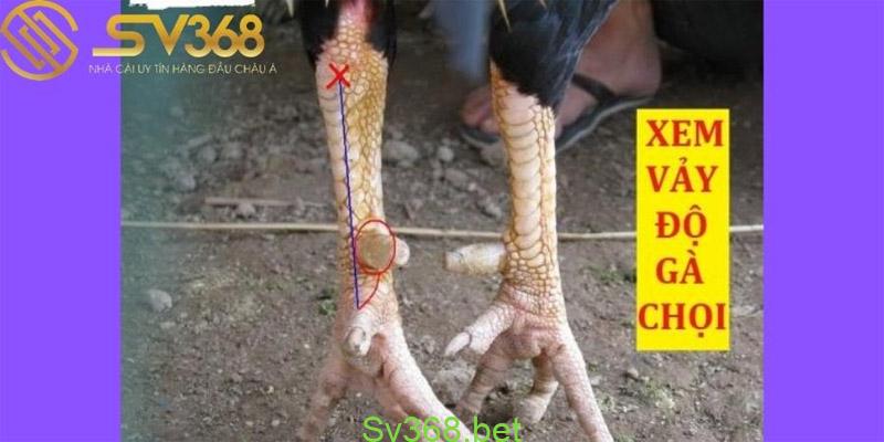Vảy Nhân Tự Thới: Loại Vảy Gà Chọi Độc Xứng - Sv368 1 Xem chân gà cũng là một trong những điều bạn cần biết trước khi tham khảo về vảy nhân tự thới có ở gà, cùng tìm hiểu ngay thôi nào.