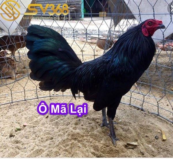 Gà Mã Lại Là Gì? Có Nên Nuôi Giống Gà Mã Lại Đá Không? 2 Có nên nuôi giống gà mã lại đá hay không?