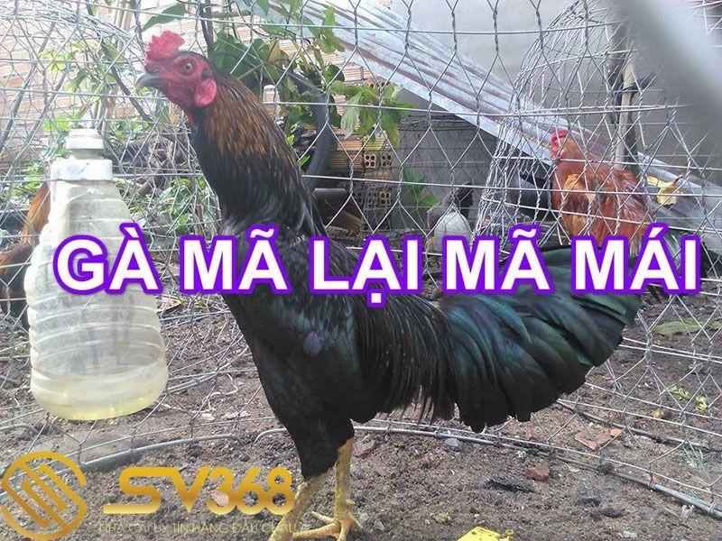 Gà Mã Lại Là Gì? Có Nên Nuôi Giống Gà Mã Lại Đá Không? 1 Gà mã lại