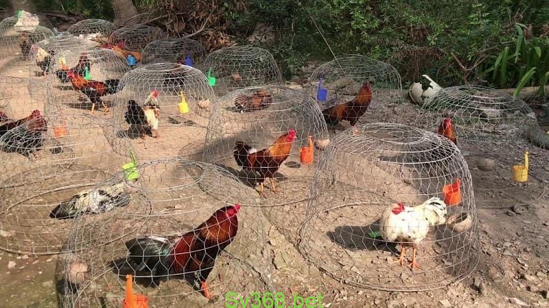 Mô Hình Nuôi Gà Đá Cựa Sắt Kiếm Tiền Khủng Năm 2025 3 Hình 3: Quy trình phòng bệnh cho gà